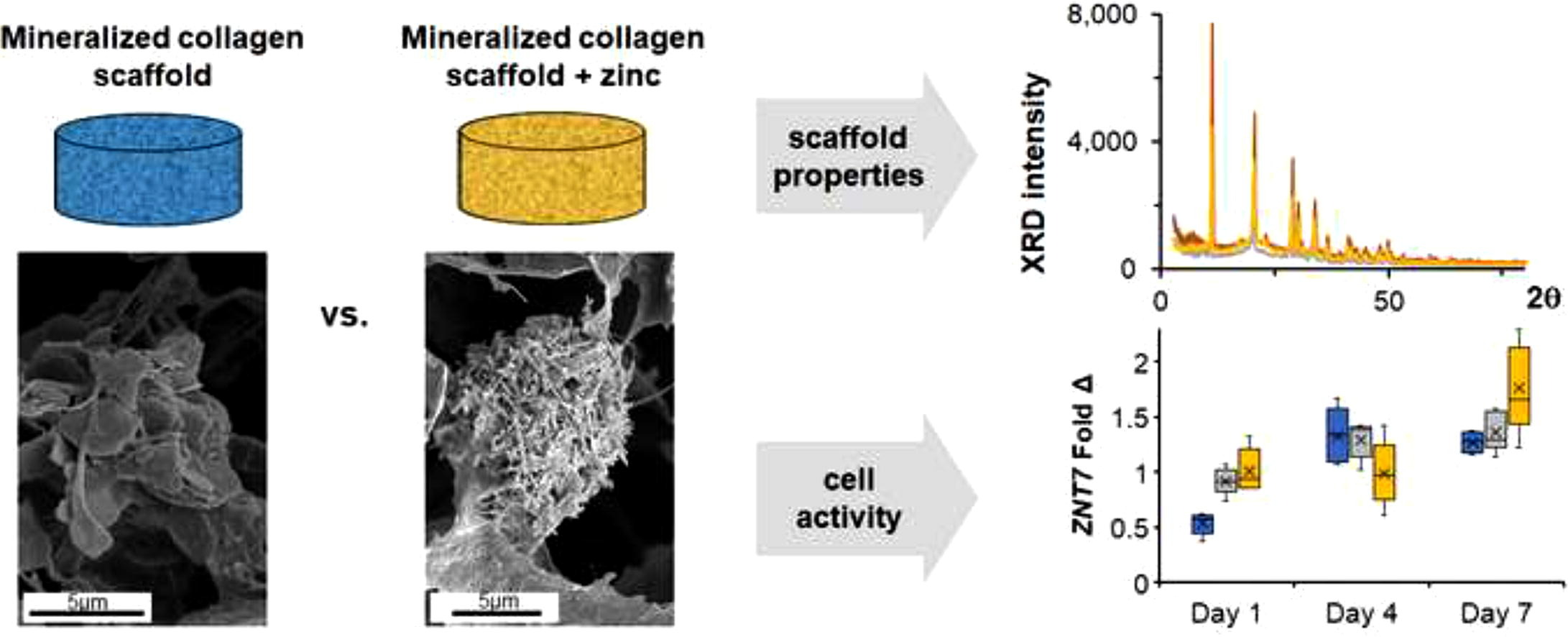 Zinc into Mineralized Collagen Scaffolds for Craniofacial Bone Repair